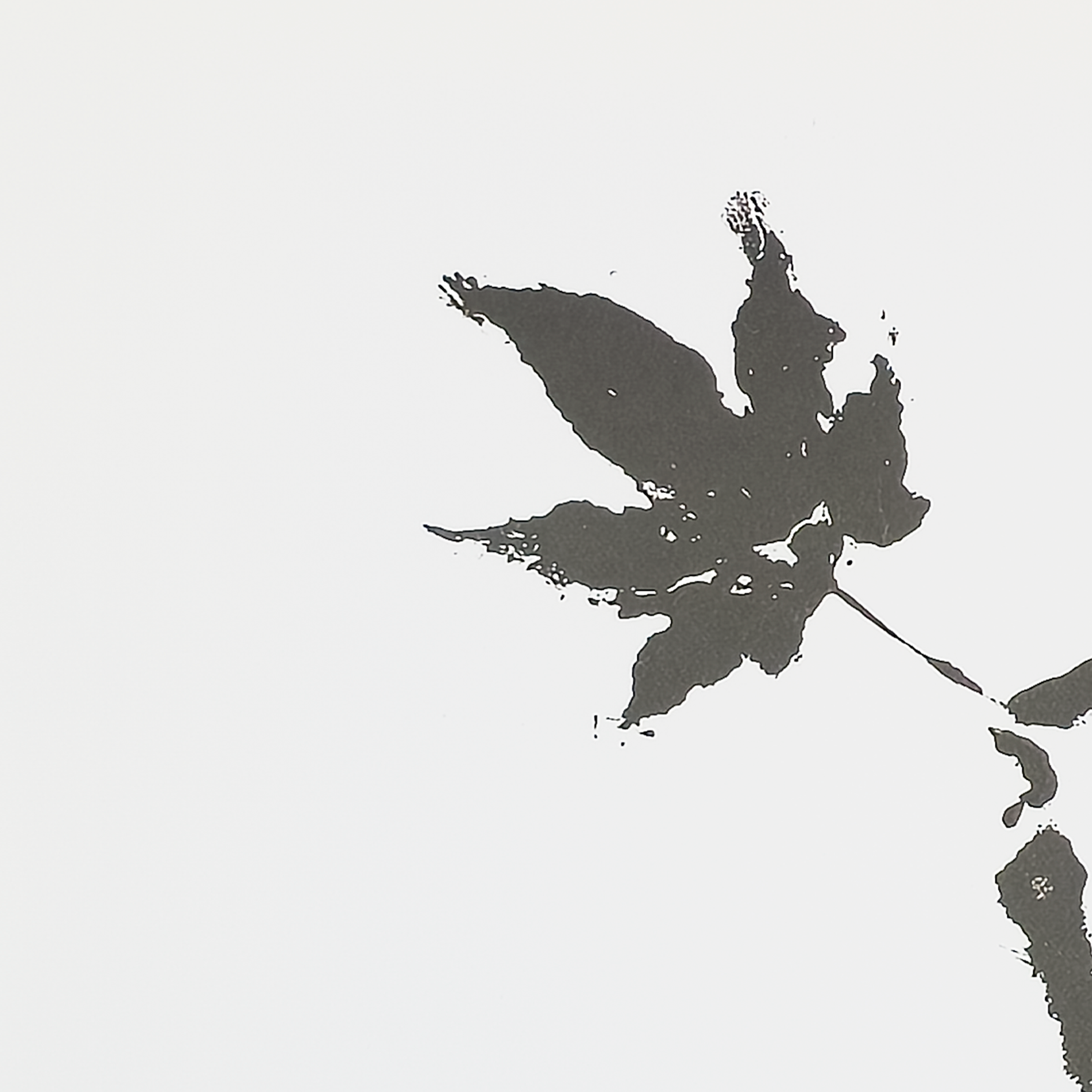 Sumi Leaf (Print) - Virginia Cohn Parkum, c. 2020s