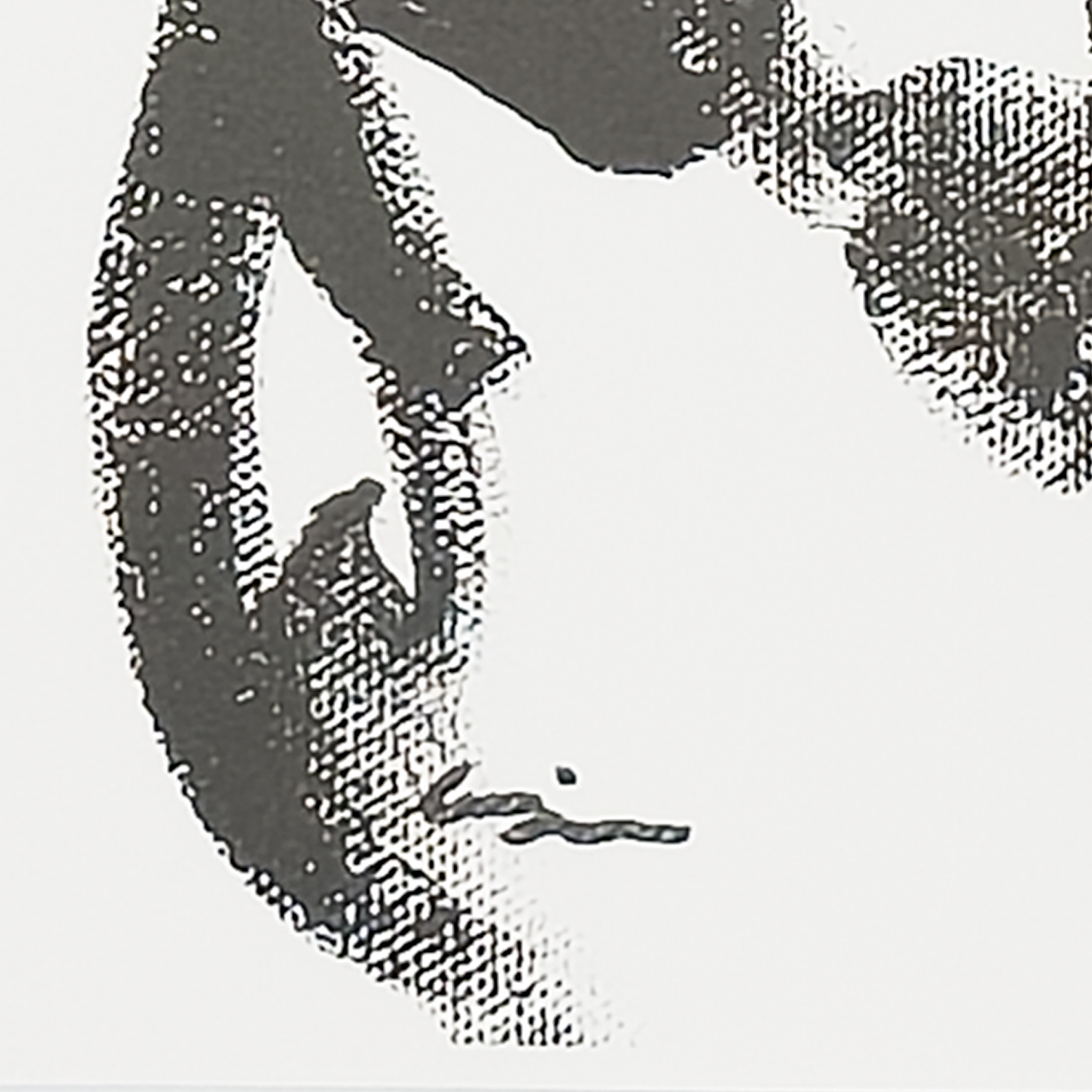 Sumi Stallion Bust (Print) - Virginia Cohn Parkum, c. 2020s