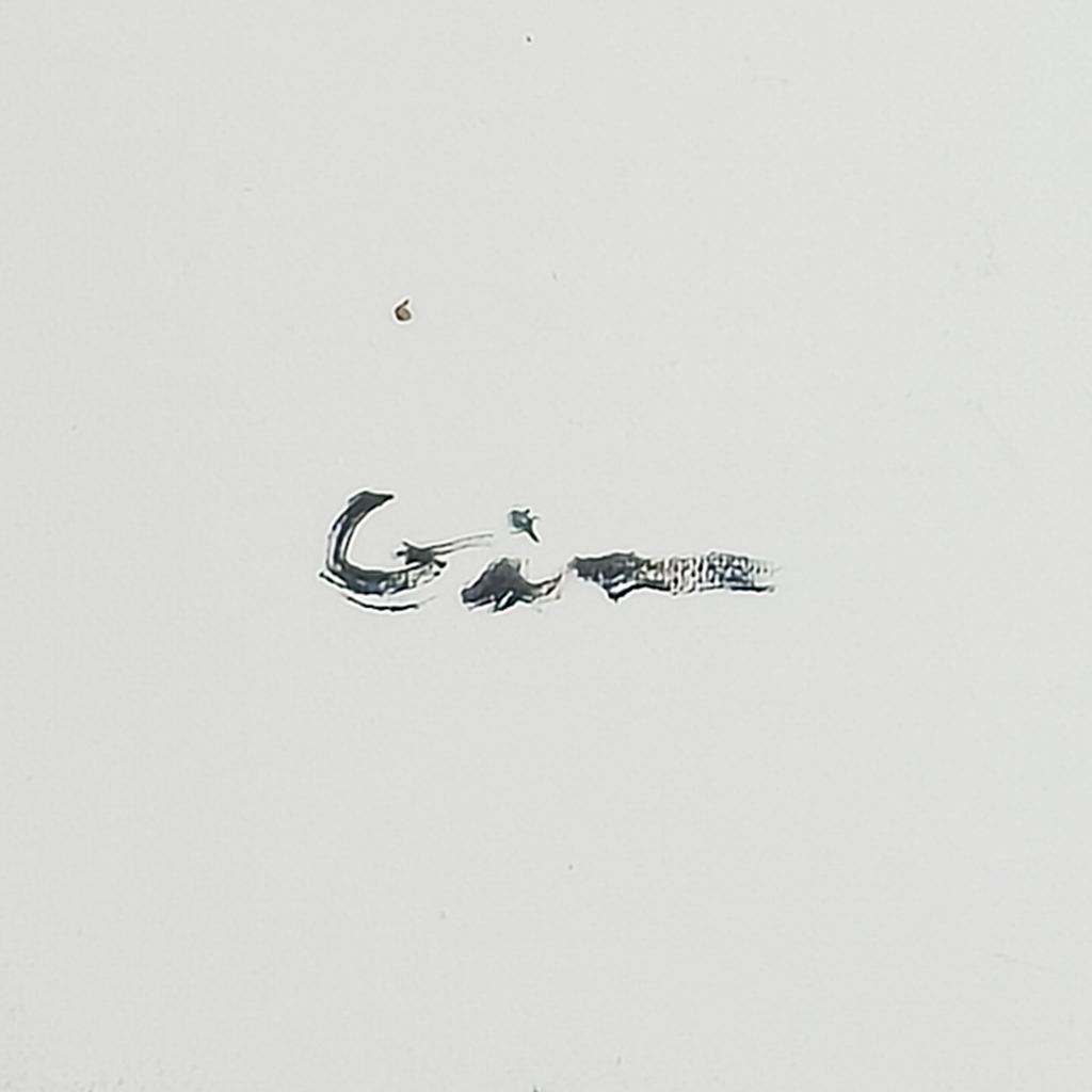 Freedom - Virginia Cohn Parkum, c. Unknown