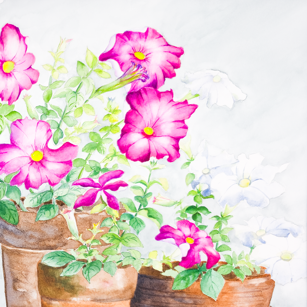 Potted Wild Roses  - Tomoko Parry