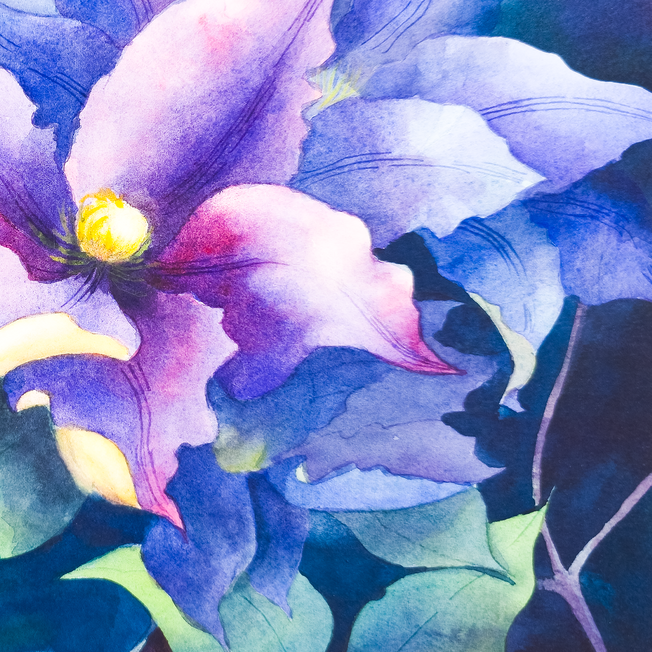 Leatherflower and Clematis Vines