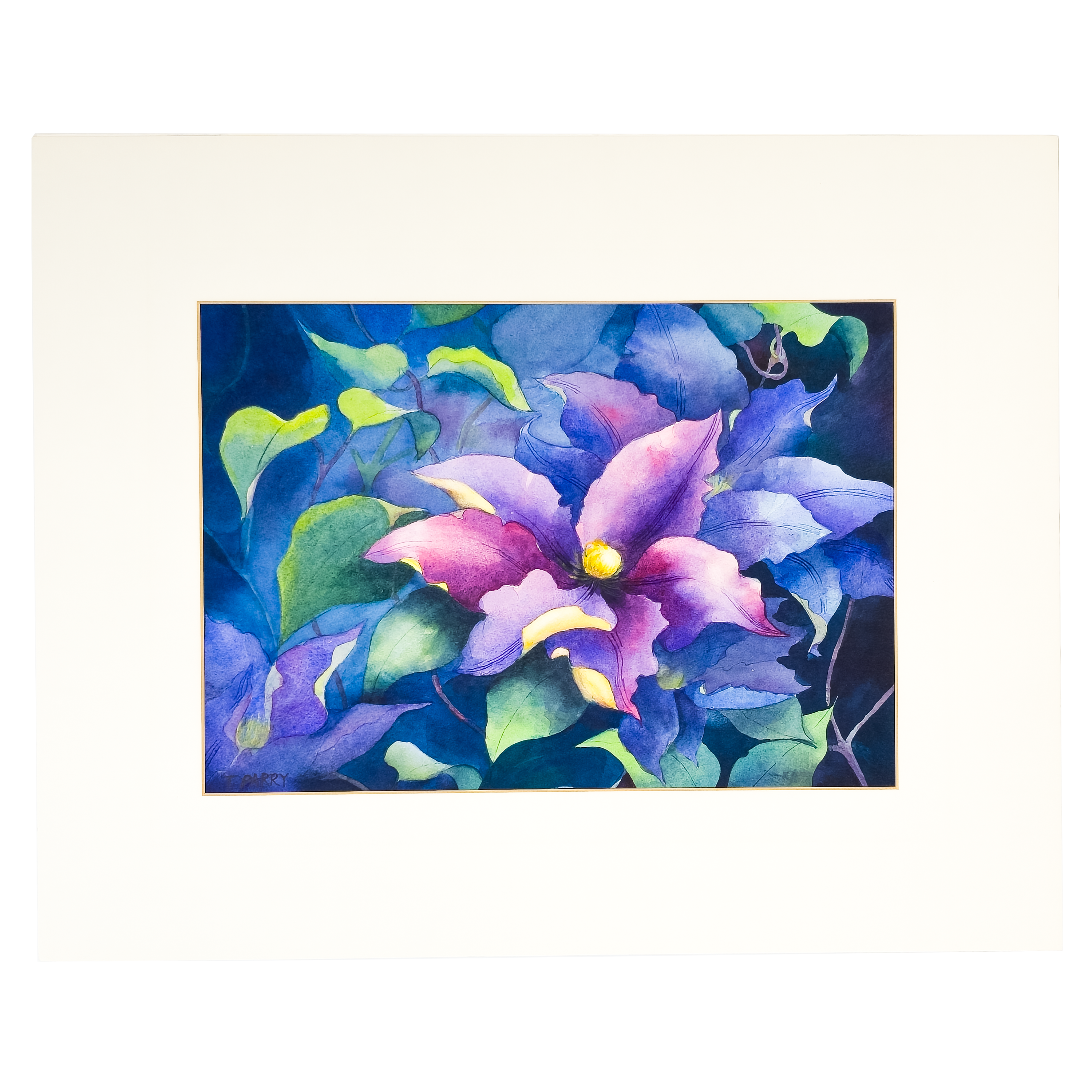 Leatherflower and Clematis Vines