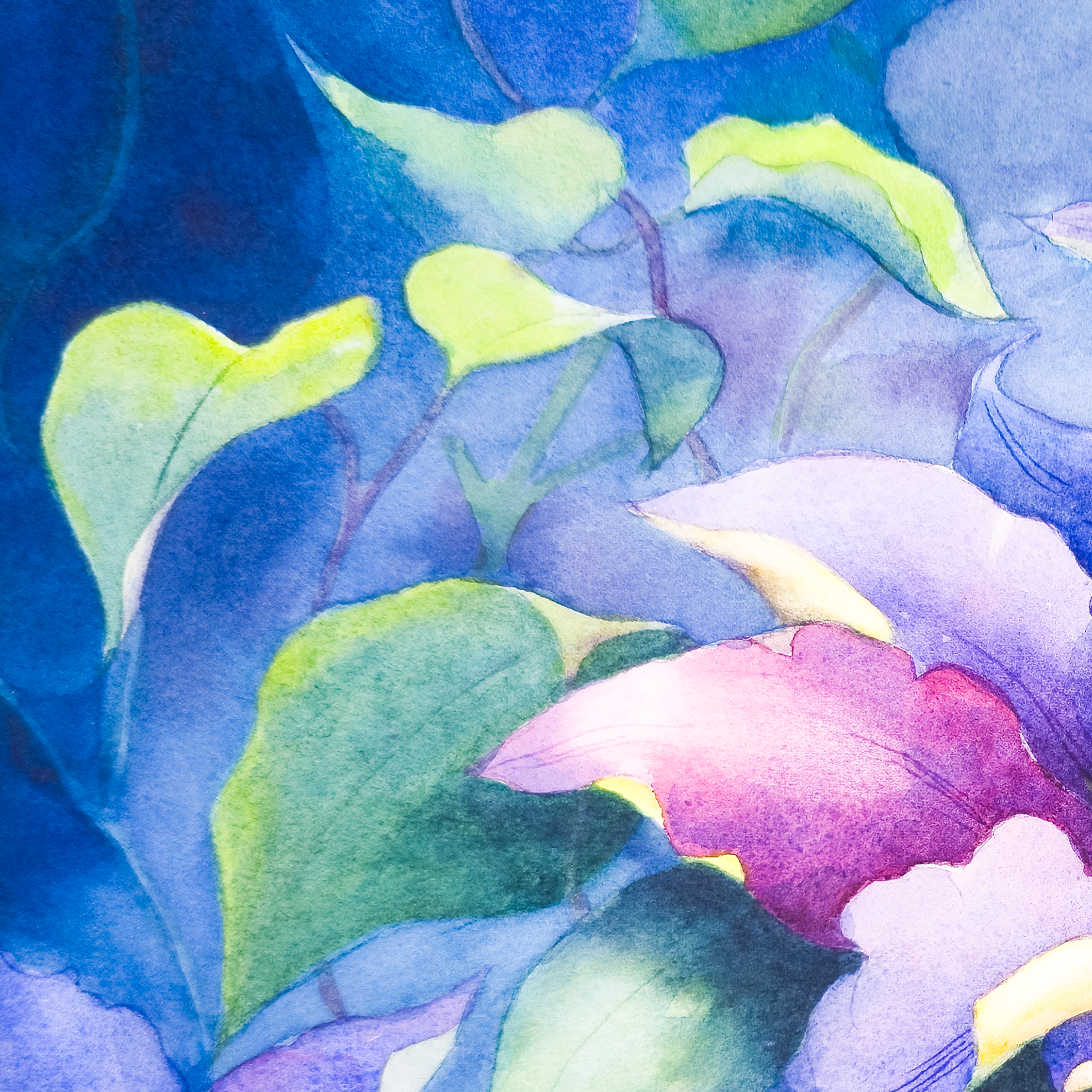 Leatherflower and Clematis Vines