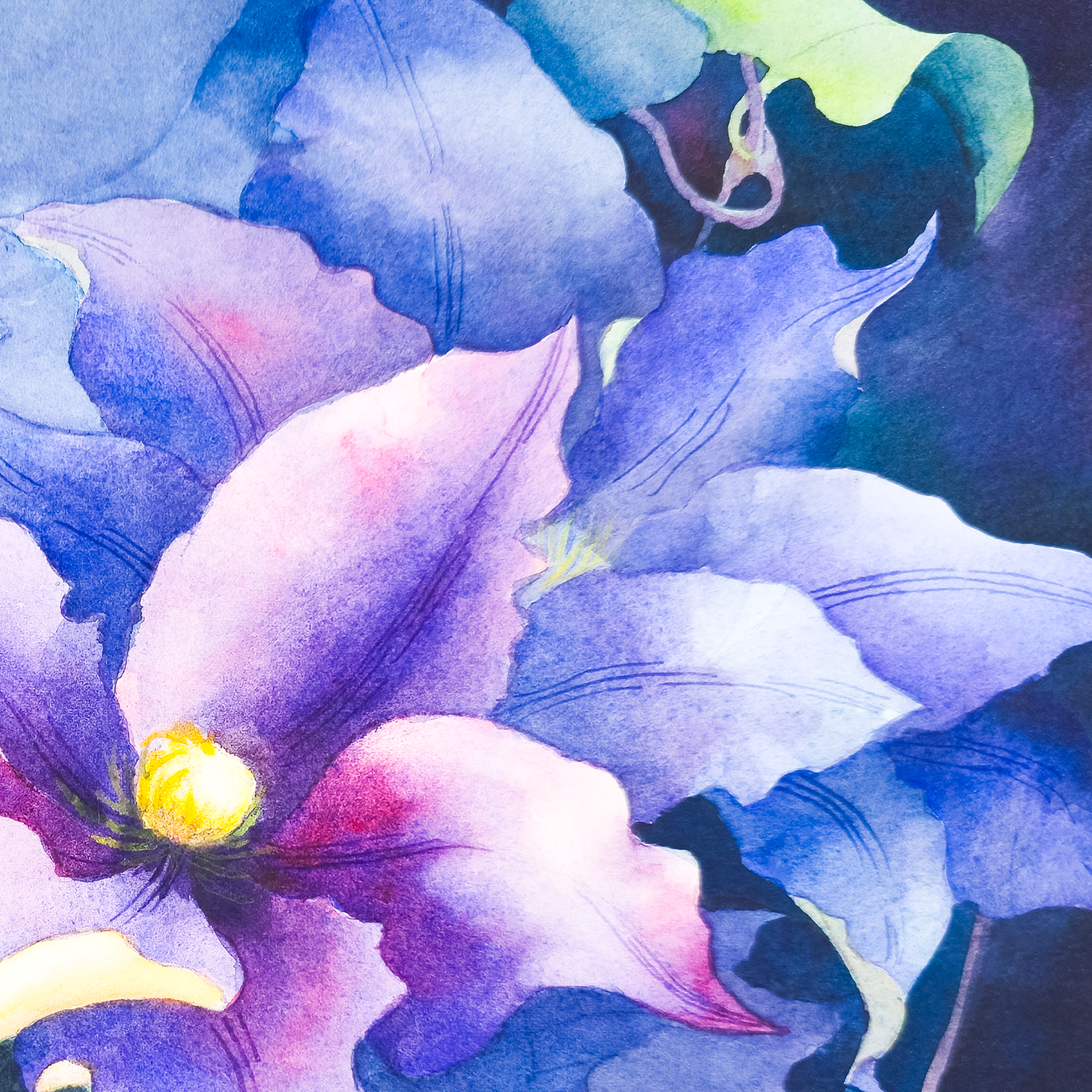 Leatherflower and Clematis Vines