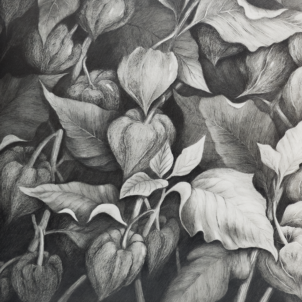 Chinese Lantern #2 - Tomoko Parry