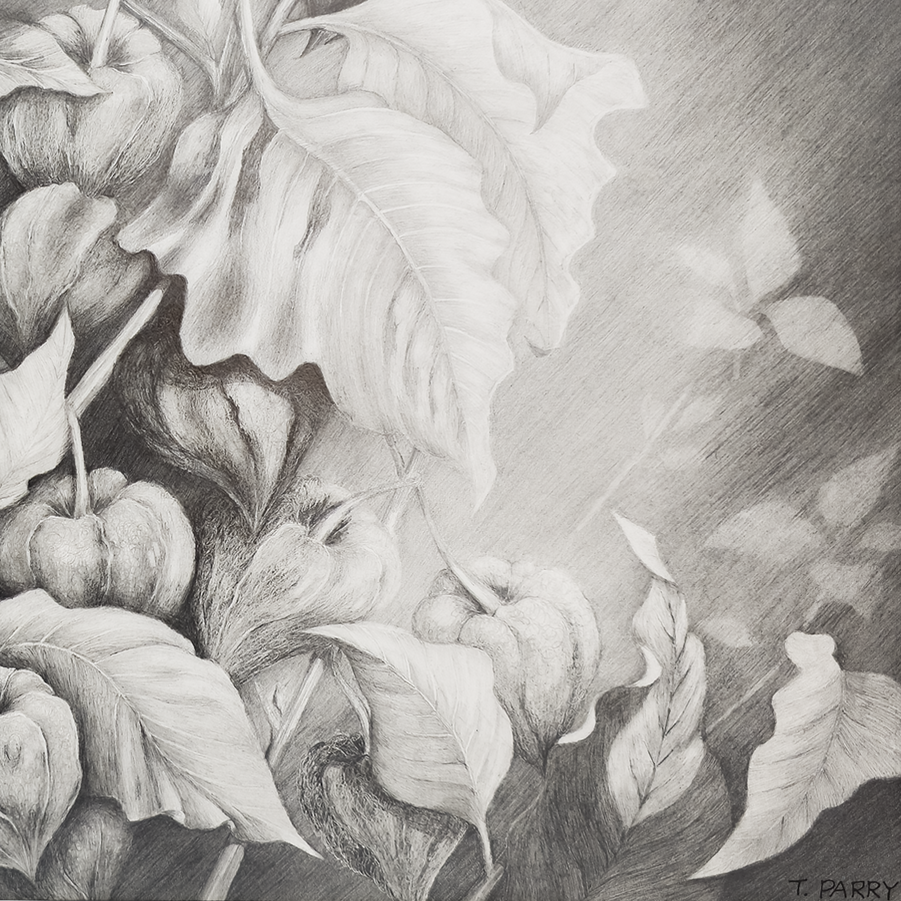 Chinese Lantern #2 - Tomoko Parry