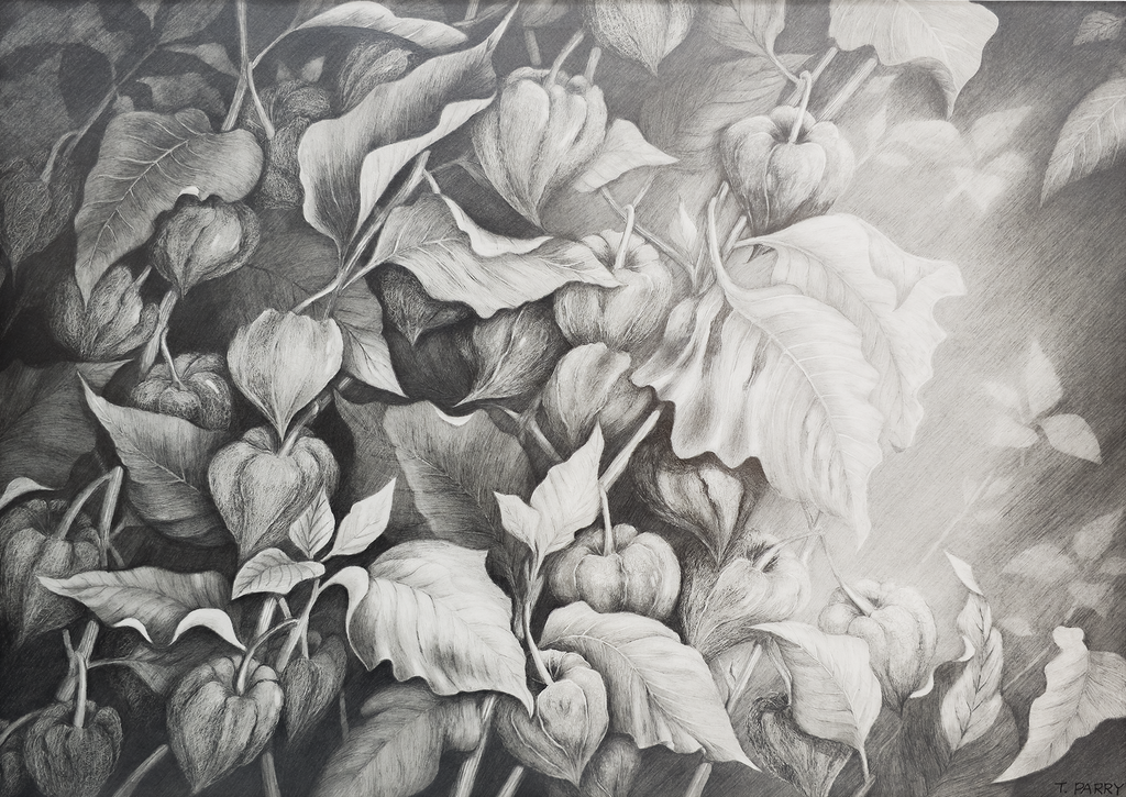 Chinese Lantern #2 - Tomoko Parry