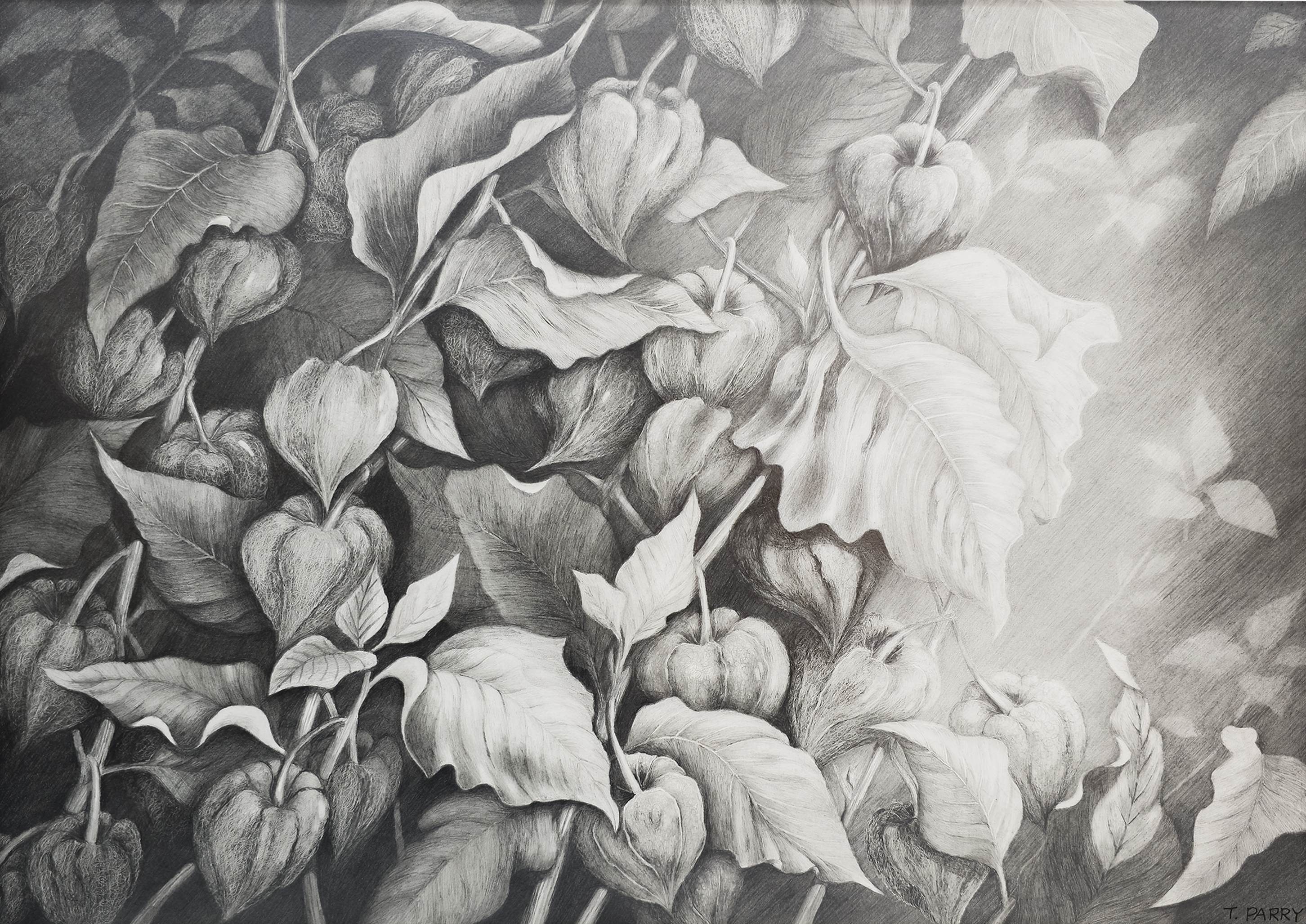 Chinese Lantern #2 - Tomoko Parry