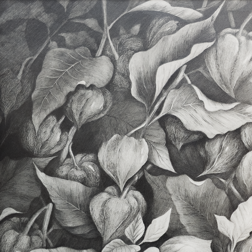 Chinese Lantern #2 - Tomoko Parry