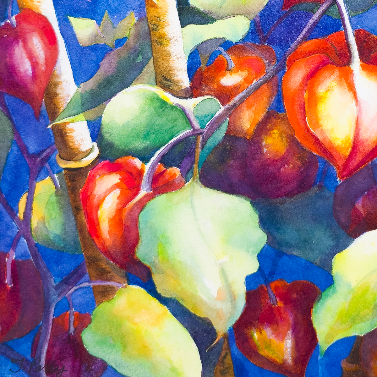 Chinese Lantern #5 - Tomoko Parry